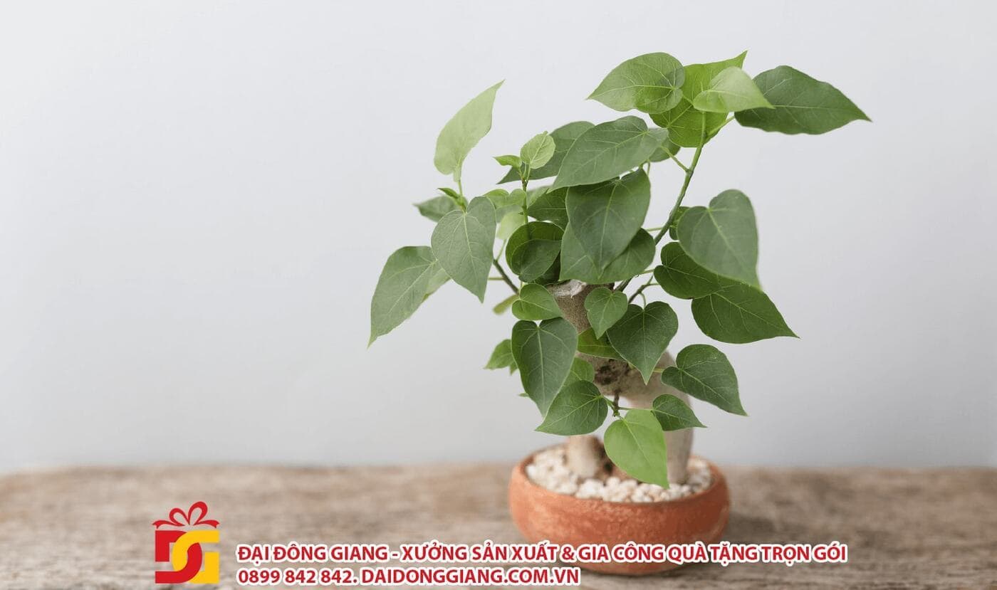 Cây bồ đề bonsai - quà tặng phong thủy ý nghĩa