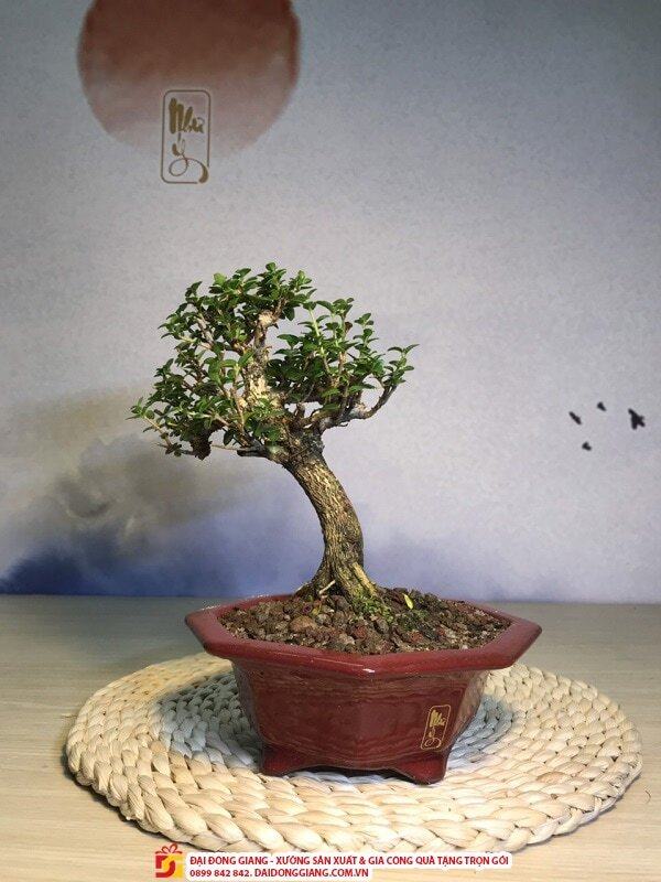 Cây bonsai tốt cho sức khỏe