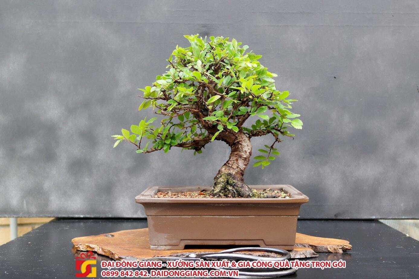 Cay bonsai