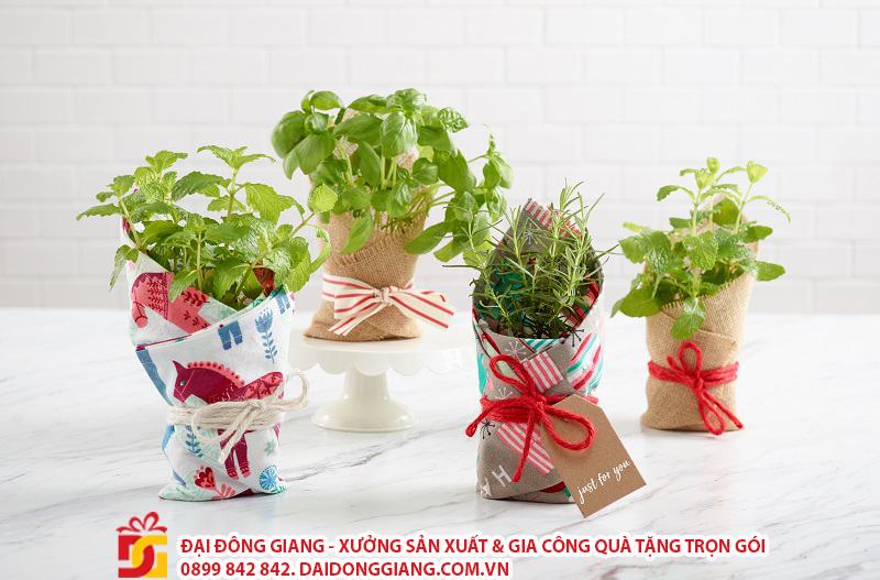 Chậu cây nhỏ làm quà tặng