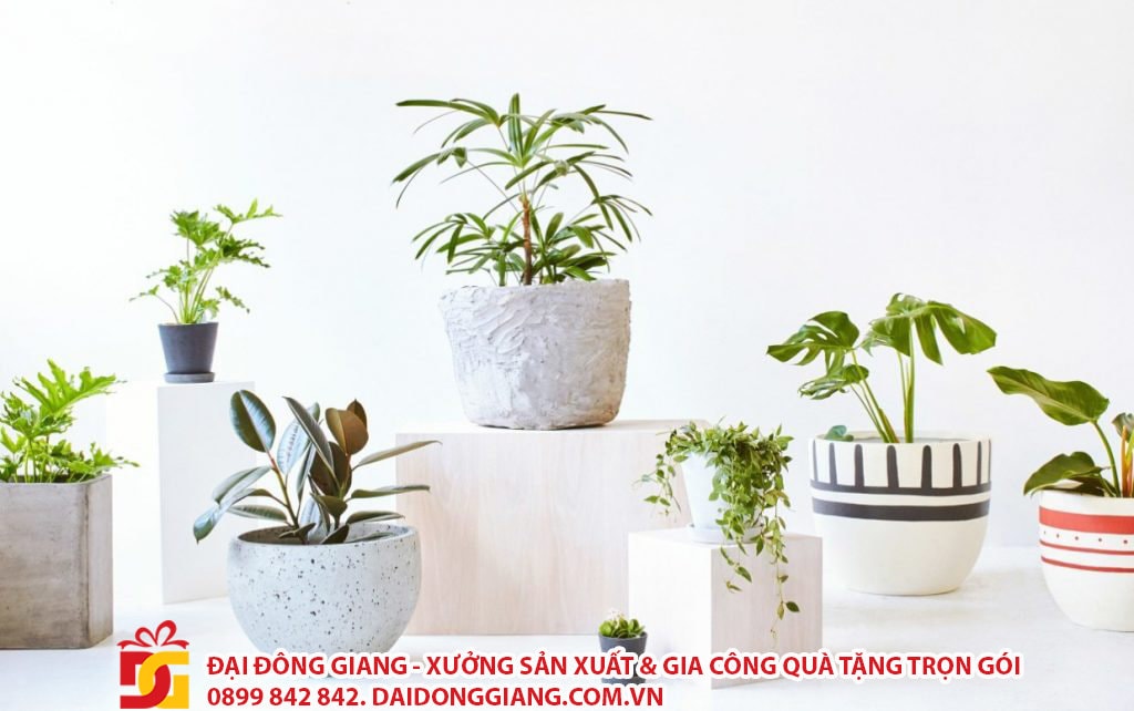 Cây kiểng để bàn - quà tặng cho người mệnh mộc