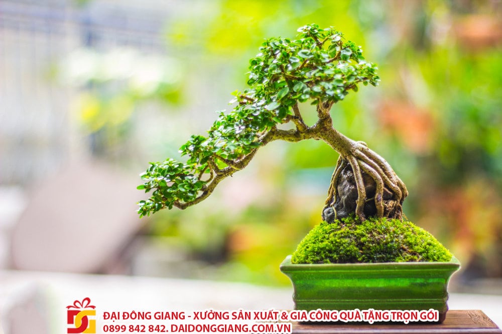 Bonsai - quà tặng cho người mệnh mộc