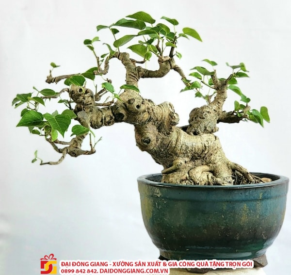 Cây bồ đề bonsai