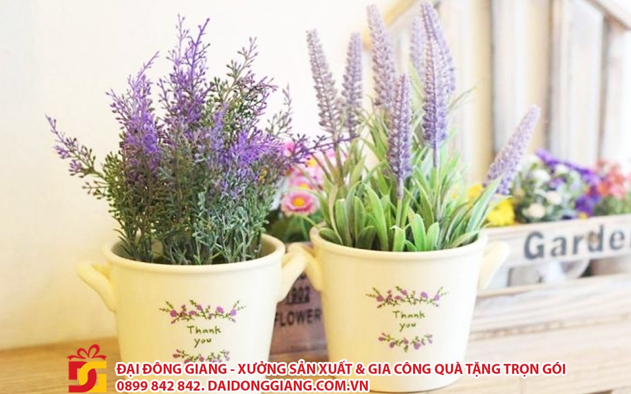 Chậu hoa oải hương