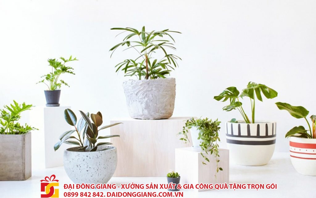 Cây kiểng để bàn