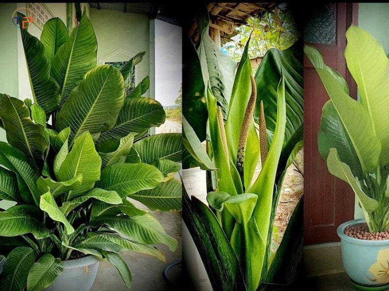 Cây đại phú gia