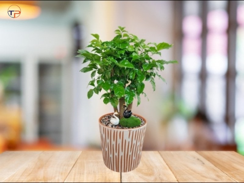 Cây hạnh phúc