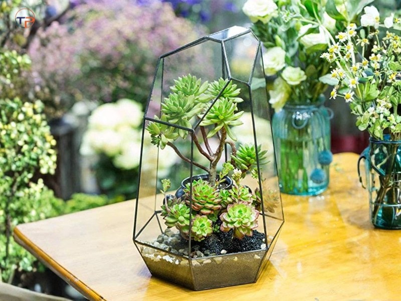 7 Món Quà Tặng Cho Người Mệnh Mộc Ý Nghĩa, Thiết Thực 15 Cay kieng de ban