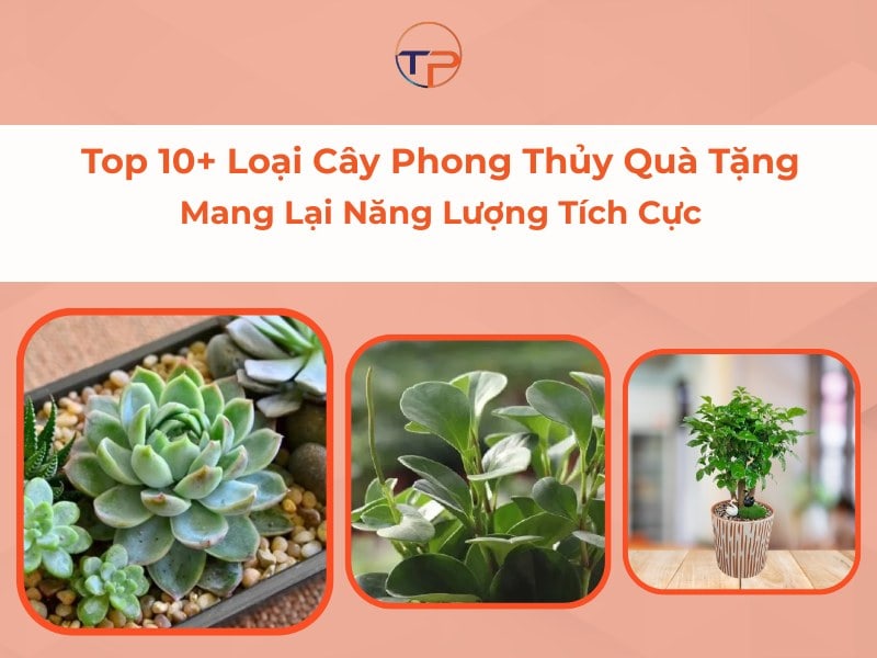 Cây phong thủy làm quà tặng