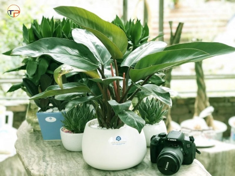 Cây trầu bà đế vương