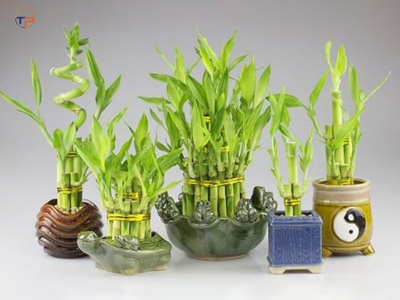 7 Món Quà Tặng Cho Người Mệnh Mộc Ý Nghĩa, Thiết Thực 14 Cay tre