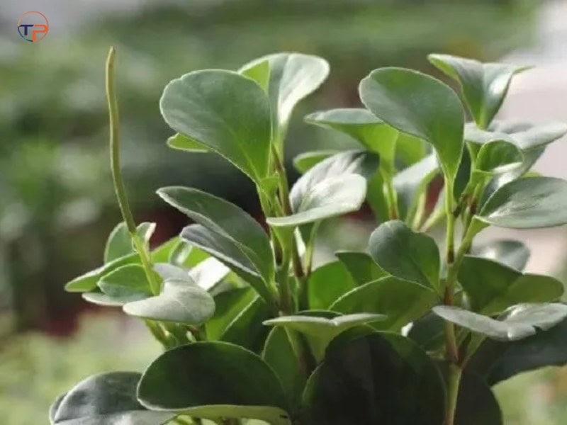 Cây trường sinh