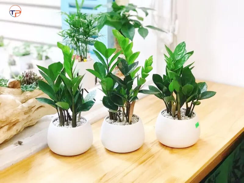 7 Món Quà Tặng Cho Người Mệnh Mộc Ý Nghĩa, Thiết Thực 13 Cay