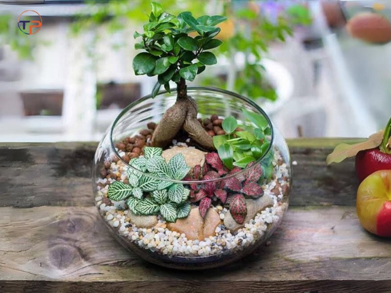 Cay canh mini