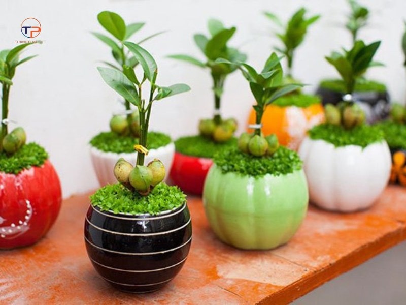 9+ Quà Tặng Doanh Nghiệp Ngành Y Tế/ Dược Phẩm Ý Nghĩa 21 Cay xanh 1