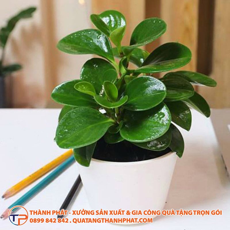 Cay xanh de ban eco friendy