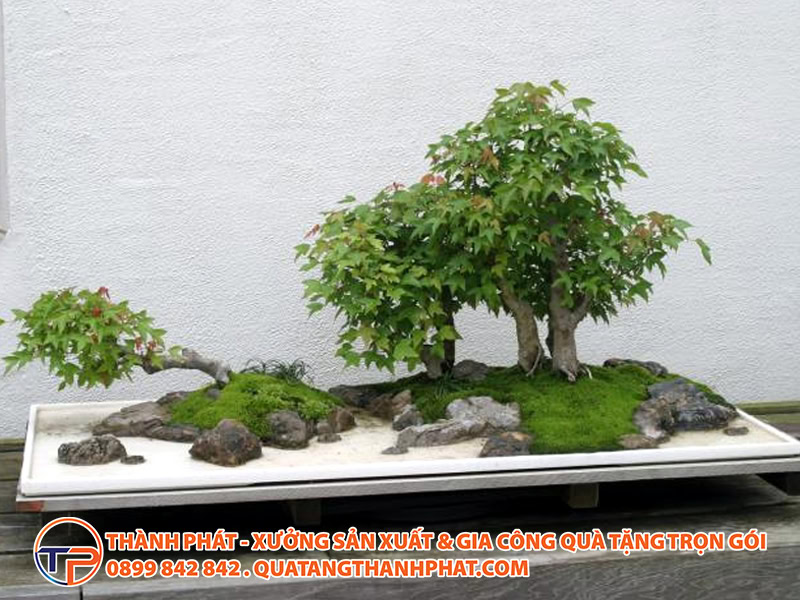 15+ Mẫu Quà Tặng Doanh Nghiệp Cho Người Về Hưu Tri Ân Sâu Sắc, Thiết Thực Nhất 13 Cay canh bonsai cao cap