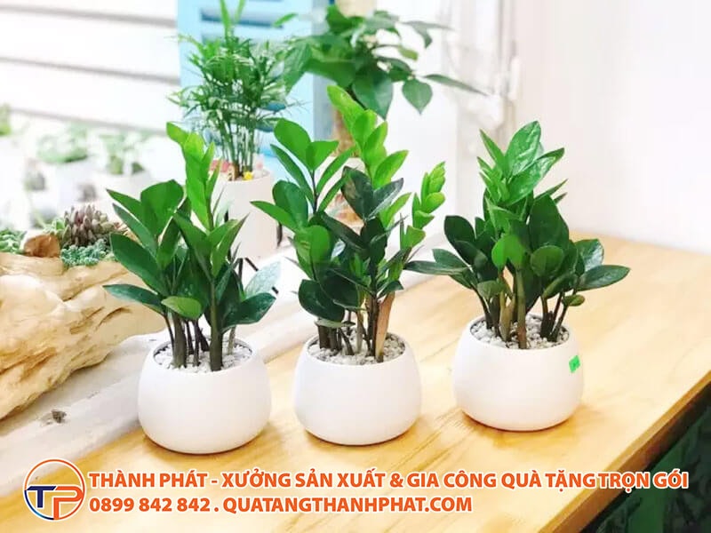 Top 15 Mẫu Quà Tặng Doanh Nghiệp Chào Mừng Chuyển Văn Phòng/Trụ Sở Mới Ý Nghĩa Nhất 14 Cay kim tien qua tang chuyen van phong